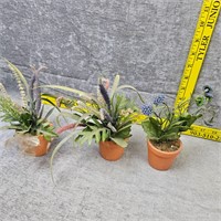 3 Decorative Plants