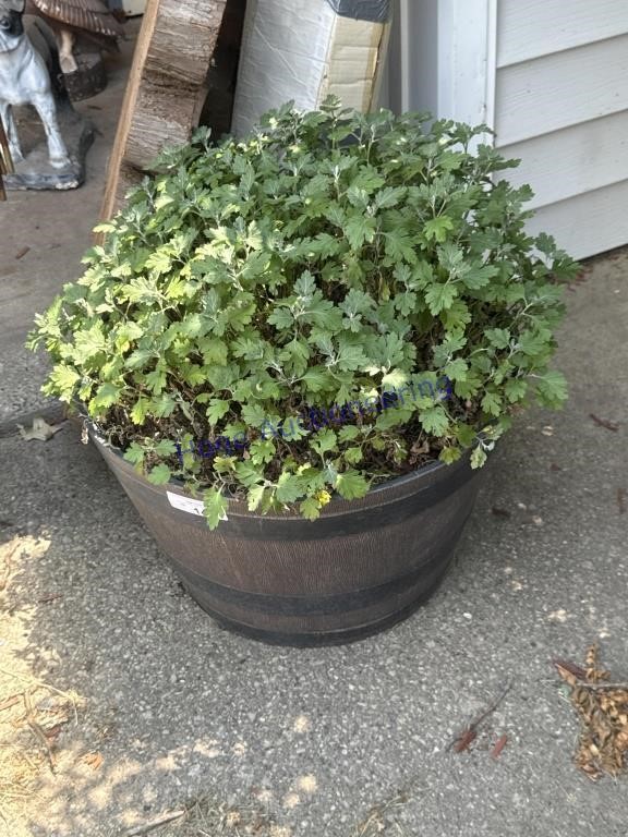 BARREL PLANTER, PLASTIC, 19W X 12T, OUTSIDE GARAGE