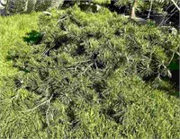 (1) Hillside Creeper Scotch Pine - 10 gallon pot -