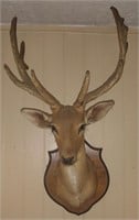 Mule Deer Mount 13 Point - Hanging on Wall