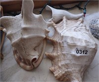 (2) Large Conch Shells, 8" & 10" & End Piece
