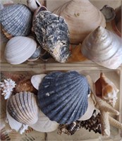 Shell Collection, Coral, Sand Dollars & More
