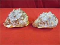 Sea Shells Approx. 6" x 4" tall & 3 1/2" x 5" 2pcs