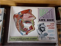 NOSE MOUTH LIFE SIZE VINTAGE MODEL & STAND