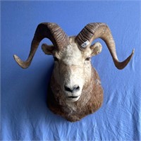 Dall Sheep ram head mount width 22" and 12" long f