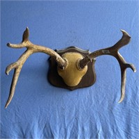 Deer rack mounted on a wooden base 20" width, 16"