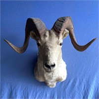Dall sheep head mount 24" width