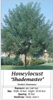 HONEYLOCUST TREE SHADEMASTER