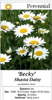 SHASTA DAISY WHITE BECKY