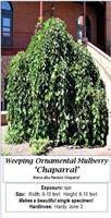 WEEPING MULBERRY TREE ORNAMENTAL