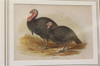 Antique Turkey Print