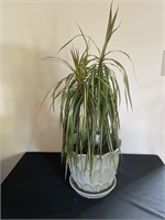 Draceana Plant In Blue Ceramic Planter