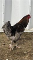 Barn yard mixed rooster 2 years old