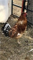Barn yard mixed rooster 2 years old