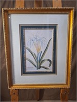 Pancratium Framed Print