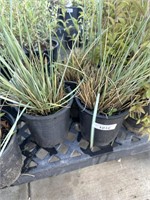 3 Lot of 1 ea 1 Gal  Blue Oat Grass