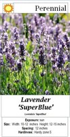 LAVENDER BLUE FRAGRANT SUPER BLUE