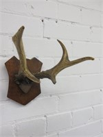 Set of Small Antler Mount