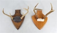 Mounted Antlers (2)