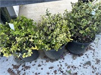 3 Lots of 1 emerald and gold EUONYMUS