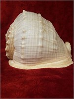 Conch Sea Shell - Extra Large - Ocean Decor