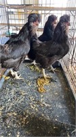 Crevcore hens