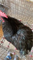 Large black orphington rooster