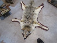 Coyote taxidermy rug mount.