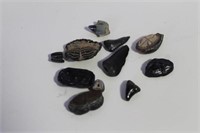 SHARK TEETH AND OTHER FOSSILS