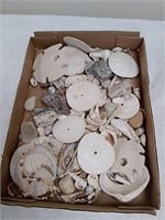Group of seashells and sand dollars