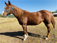 12 year old Quarter Horse mare