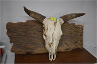 Steer Skull w/Horns Mounted on Rustic Wood