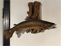 18" BROWN TROUT MOUNT