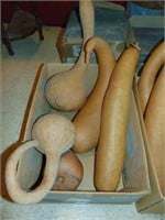 Box of Hard Shell Gourds