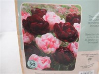 50-Pk Tasc Tulipa Double Late Finola Ruby