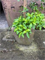 Potted Tree (300 cm H Approx)