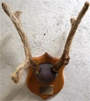 Caribou Cow Antlers in Velvet / Rack Mount