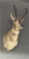 Prong horn antelope