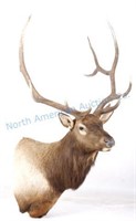 Montana Rocky Mountain Elk Shoulder Mount LARGE