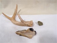 3 Point Deer Antler/Rocks