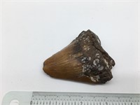 Large Fossilized Sharks Tooth Megalodon