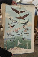 Vintage Pennsylvania Audubon bird posters