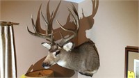 Mule deer Shoulder Mount 25"wide (great condition)