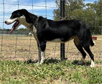 "Beth" 2022 Border Collie Female