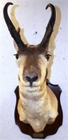 Pronghorn / Antelope Taxidermy Mount