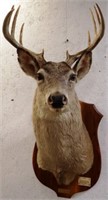 Whitetail Deer 10-Point Buck Taxidermy Mount