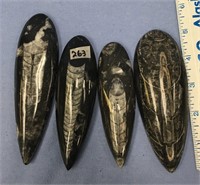 Lot of 4 cephalopod fossils, smallest is 4 1/2" an