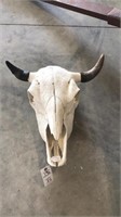 Buffalo Skull, 19” spread tip to tip
