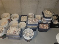 Huge Shell & Coral Collection