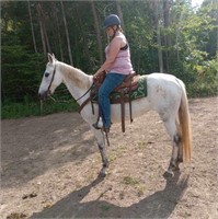 Daisy - 9yo Grey Gaited Mare